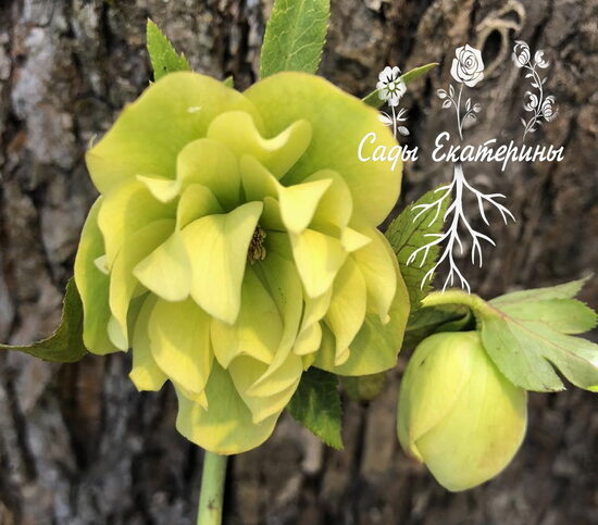  № 110 Double Prince Yellow