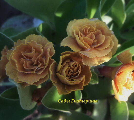 № 38  "Jupp " primula auricula