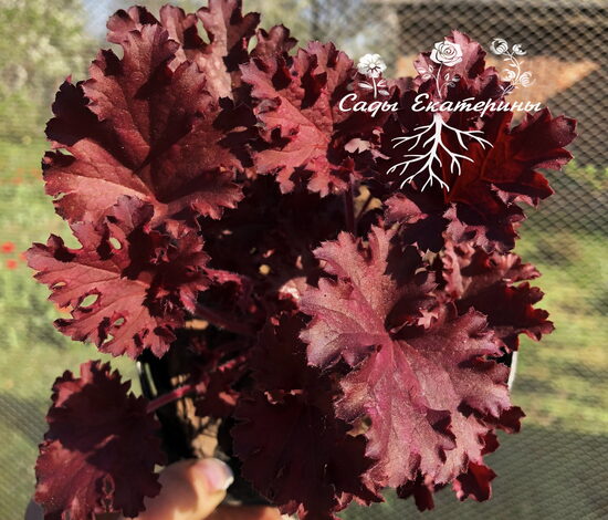 № 242 Ruby Tuesday