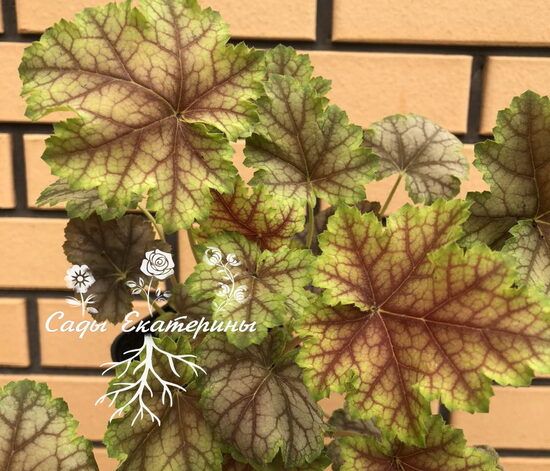 № 166 Melange