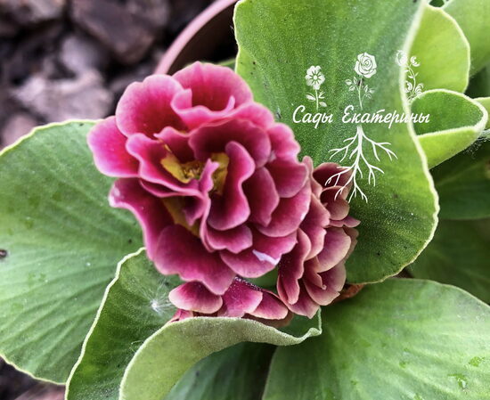  № 10 "Fitzroy"  primula auricula