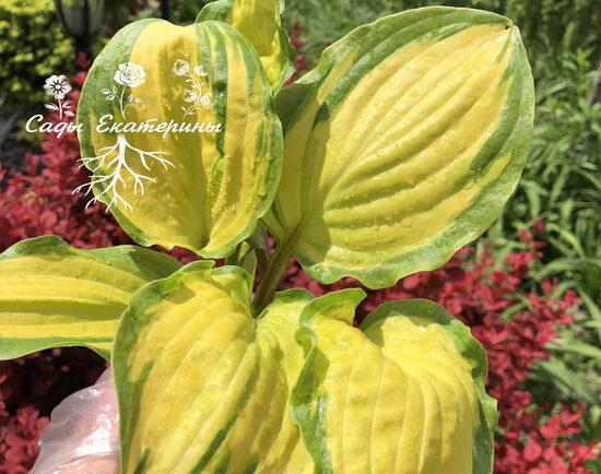   № 161 Volcano Island