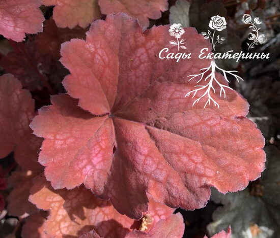  № 127 Autumn Leaves		