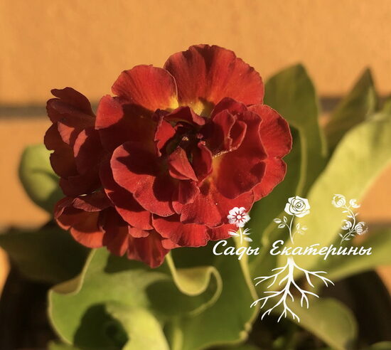 № 22 "Orange Shades" primula auricula