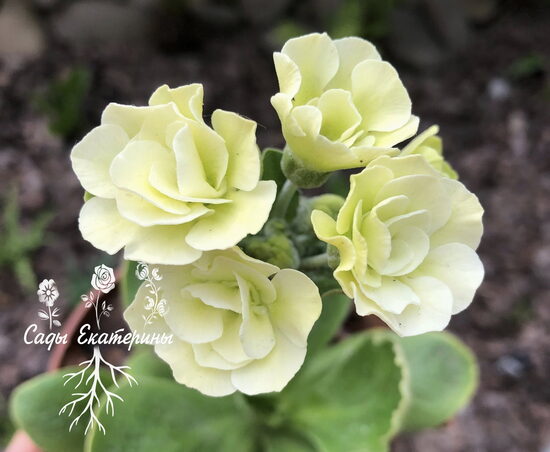 № 95   " Double  Cream shades  " primula auricula