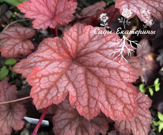  № 246 Sweet Princess