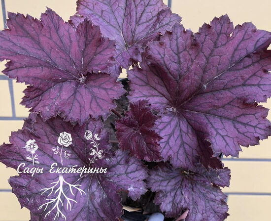 № 75 Northern Exposure Purple