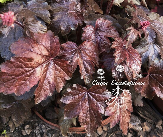 № 100 Burnished Bronze