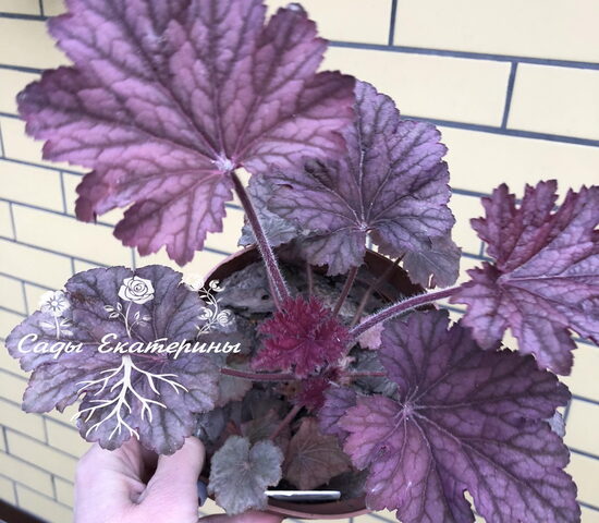 № 201 Montrose Ruby