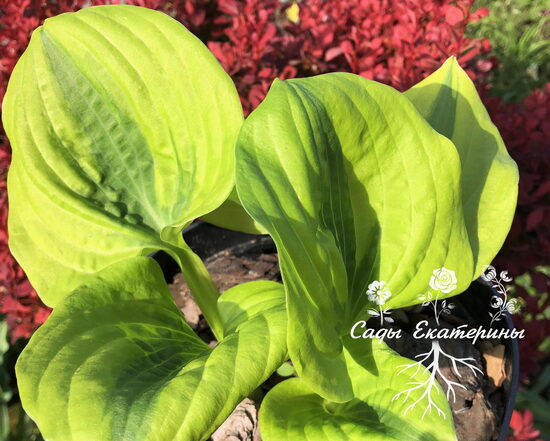 №   144  "Jilted Lover"