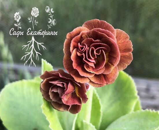 № 101 "Brown shades"primula auricula