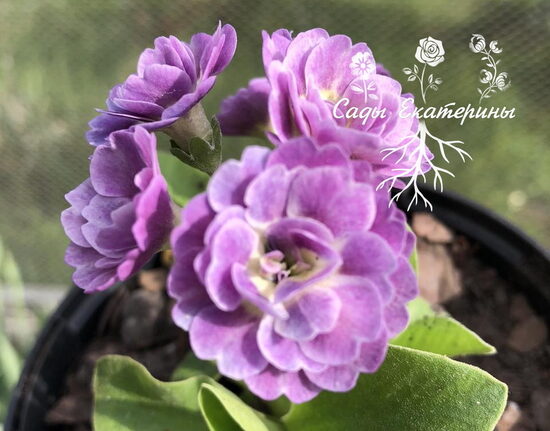 № 69 "Julia" primula auricula