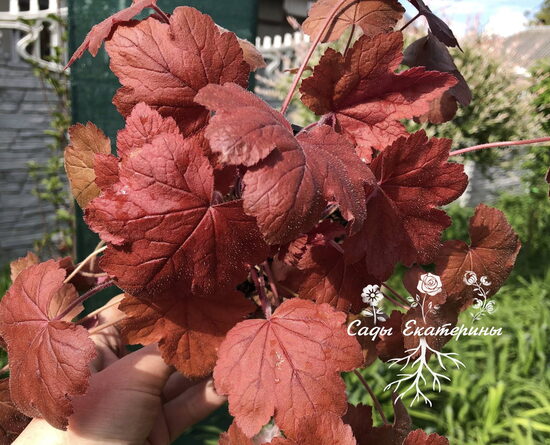  № 169 Redstone Falls