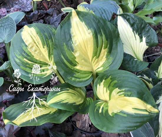   №55 Center of Attention