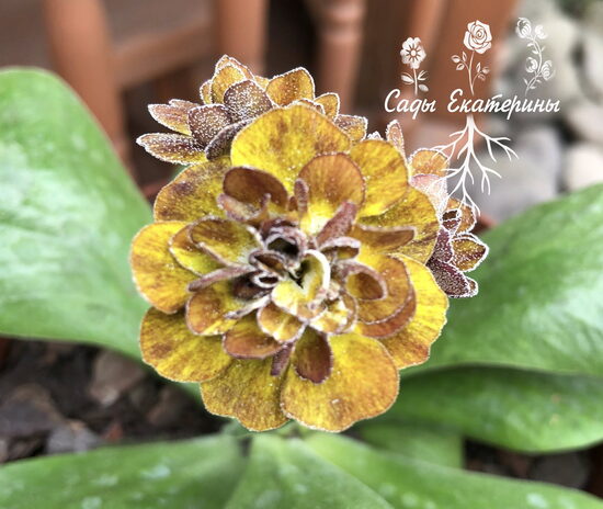  № 7  'Brimstone and Treacle'  primula auricula