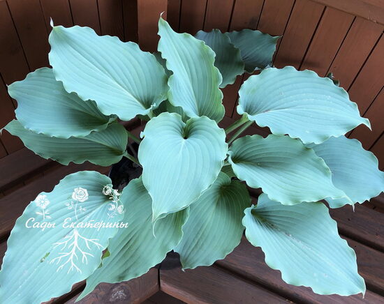  № 240   'Skywriter'