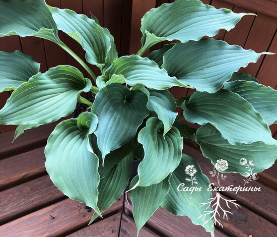  № 378 Restless Sea