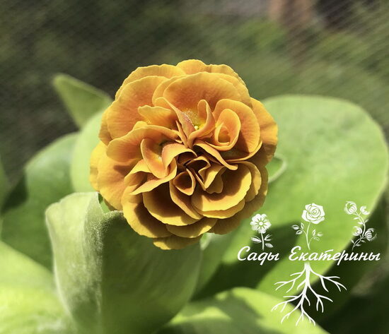  № 11  "Baltic Amber" primula auricula