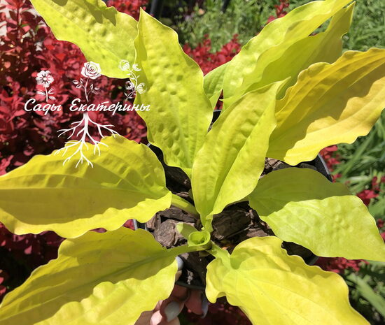   № 358  Indy Fan Favorite