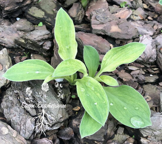 № 57   Mouse Brain