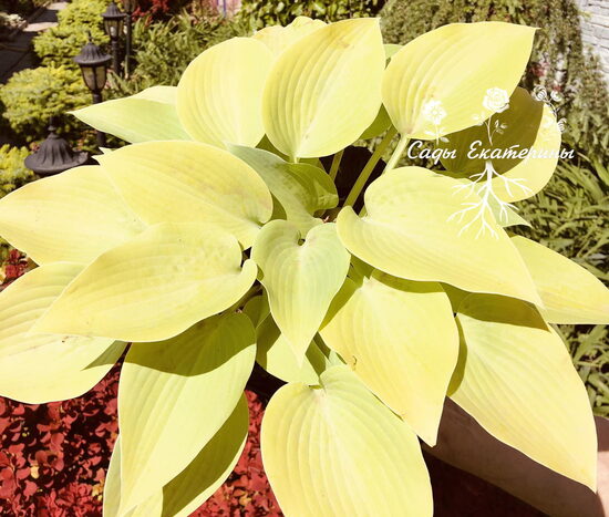 № 410  Sunny Halcyon