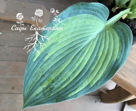  №  317   Buffalo Bill 