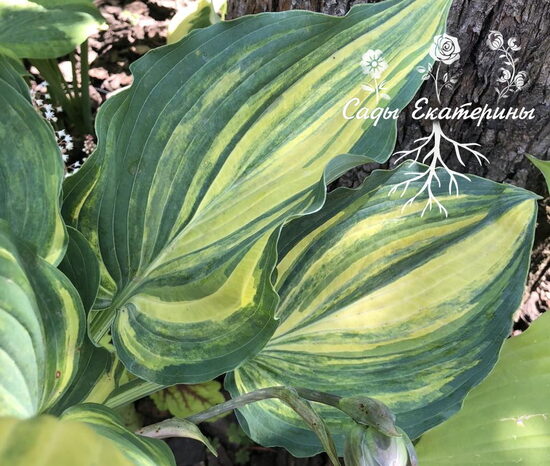  № 426 Valley's Waterfall 