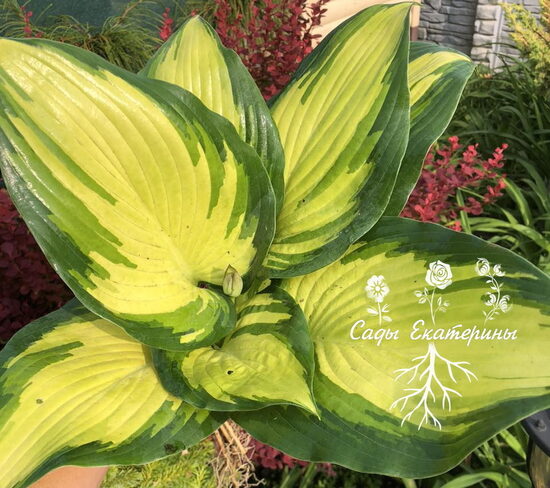  № 428  Cпорт   Poison Dart Frog 