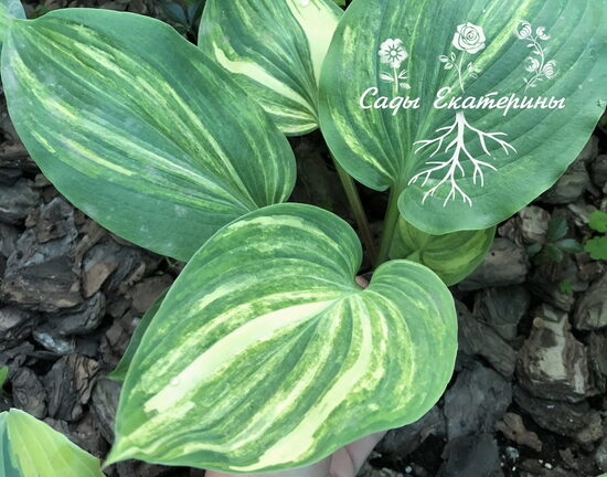 № 35 Valley's Tiramisu