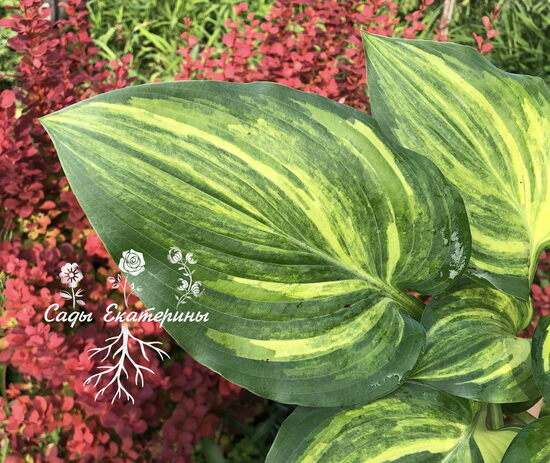  №433  Poison Dart Frog 