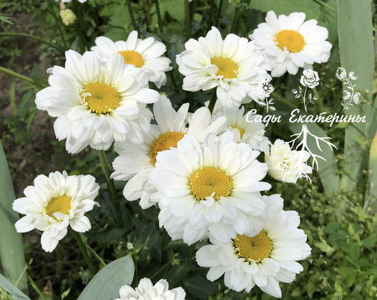 № 49  Sweet Daisy Jane 