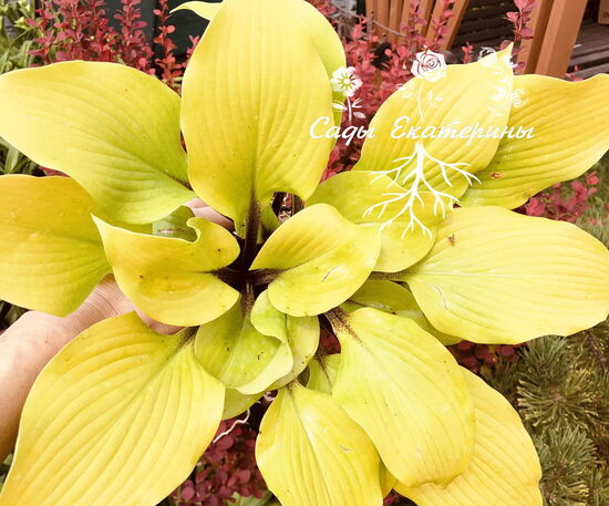  № 212  ' Hotshot '