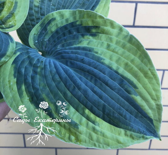  № 373  Tokudama Flavocircinalis