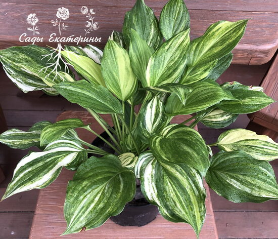   № 404  Edwin Bibby 