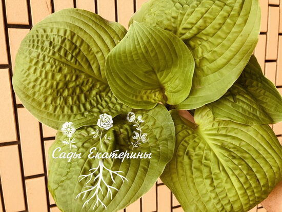  № 276  'Mayflower Moon'