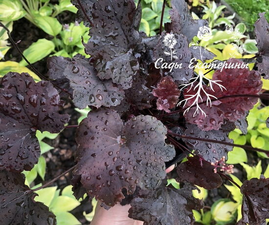   № 229  Dark Mystery 