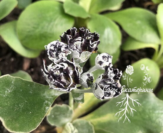 № 76   "Johanna " primula auricula