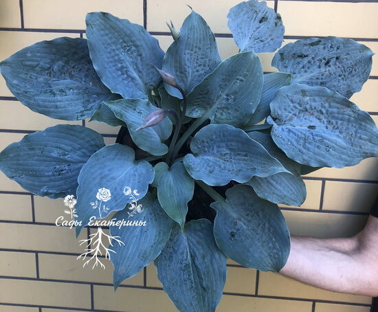  № 376  Here Eyes Were Blue 