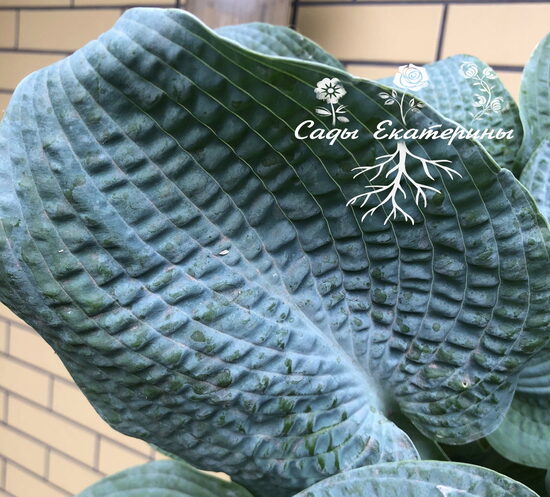  № 228  Sapphire Pillows 