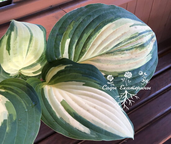  №221   Barbara Elizabeth Hoover