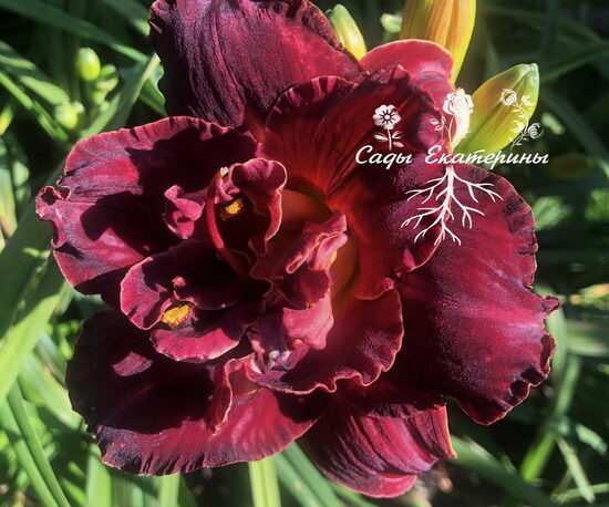 №26 Burgundy Love (Бургунди Лав)