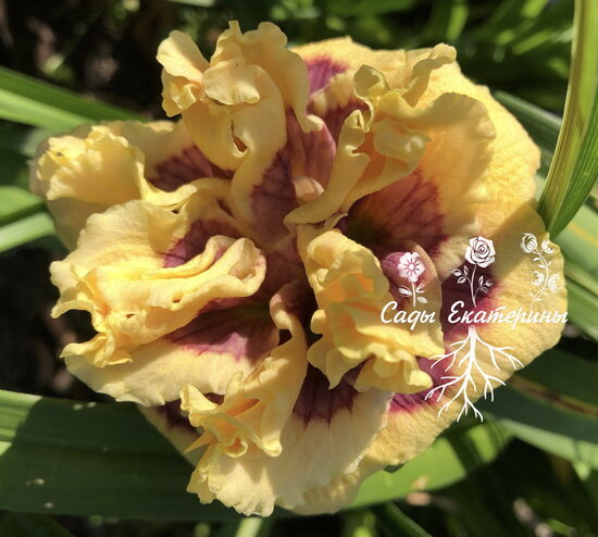 №108   Еxotic Еtching  (  Экзотик Этчин) 