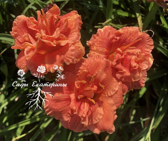 №179 Tropical Delight