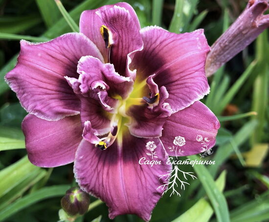 №136   Nice and Easy( Найс энд Изи) 