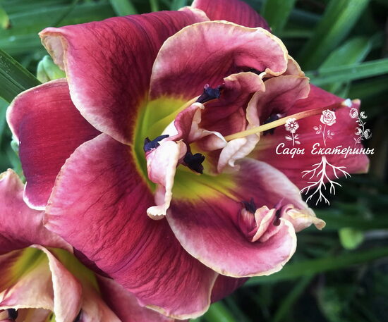 №114  Party Popper   ( Пати Поппер)