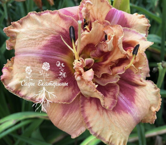 № 249 TUTTI FRUTTI TRUFFLE