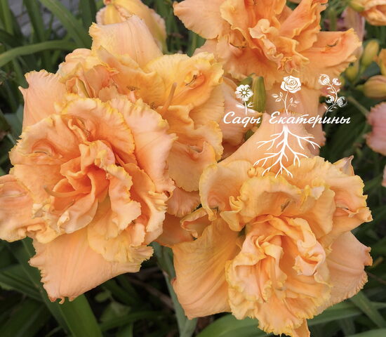 №285 Passion Fruit Truffle