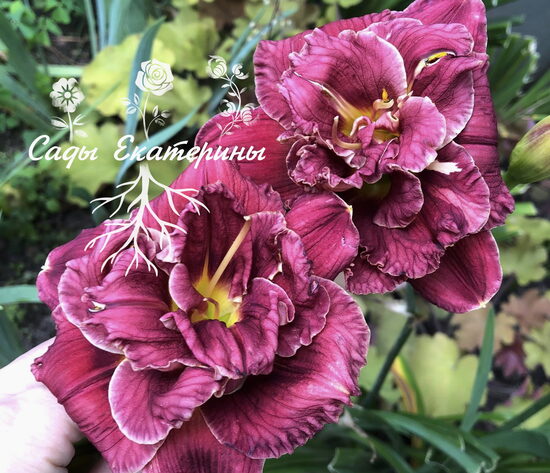 №68 LIZA'S CABARET