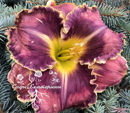  № 432 Neptune’s Black Sea