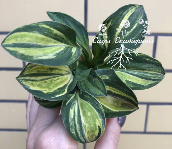  №9  "Royal Mouse Ears" - Роял Маус Иарс (Королевские мышиные уши)